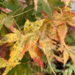 Acer palmatum 'Susan' - Érable du Japon