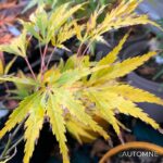 Acer palmatum 'V Corbin' - Érable du Japon