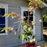 Acer conspicuum 'Red Flamingo' disponible en notre magasin en ligne de plantes