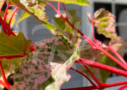 Acer conspicuum 'Red Flamingo'