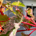 Acer conspicuum 'Red Flamingo' disponible en notre magasin en ligne de plantes