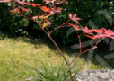 Acer palmatum 'Andras'