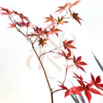 Acer palmatum 'Andras' - disponible en notre magasin en ligne de plantes