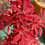 Acer palmatum 'Anna's Broom' - Érable du Japon