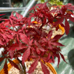 Acer palmatum 'Anna's Broom' - Érable du Japon