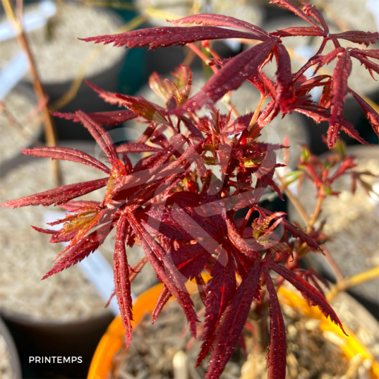Acer palmatum 'Anna's Broom' - Érable du Japon