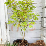 Acer palmatum 'Anne Irene'