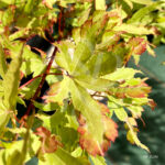 Acer palmatum 'Anne Irene' - Érable du Japon