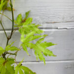 Acer palmatum 'Anne Irene'