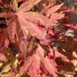 Acer palmatum 'Anne Irene' - Érable du Japon