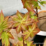 Acer palmatum 'Anne Irene' - Érable du Japon