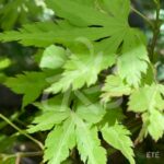 Acer palmatum 'Anne Irene' - Érable du Japon