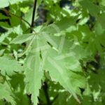 Acer palmatum 'Anne Irene' - Érable du Japon