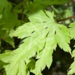 Acer palmatum 'Anne Irene' - Érable du Japon