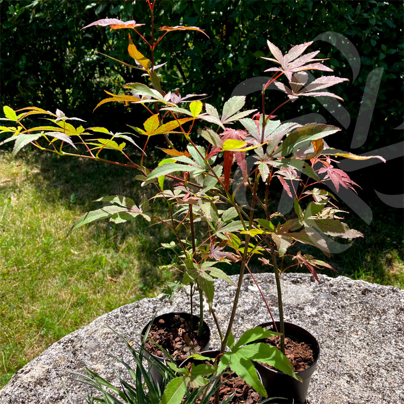 Acer Palmatum 'Atropurpureum' - Érable Du Japon - Arbuste Rustique 55-65cm Pot 19cm