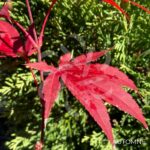 Acer palmatum 'Atropurpureum' - Érable du Japon