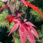 Acer palmatum 'Atropurpureum' - Érable du Japon