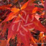 Acer palmatum 'Atropurpureum' - Érable du Japon