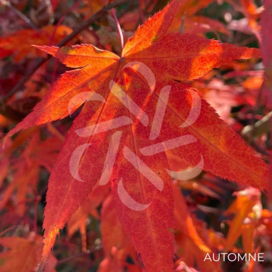 Acer palmatum 'Atropurpureum' - Érable du Japon