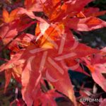 Acer palmatum 'Atropurpureum' - Érable du Japon