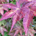 Acer palmatum 'Atropurpureum' - Érable du Japon
