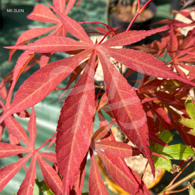 Acer palmatum 'Christy Ann' - Érable du Japon rouge chez Palmatia Plantes