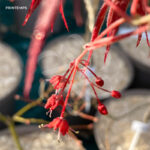 Acer palmatum 'Christy Ann' - Érable du Japon rouge chez Palmatia Plantes