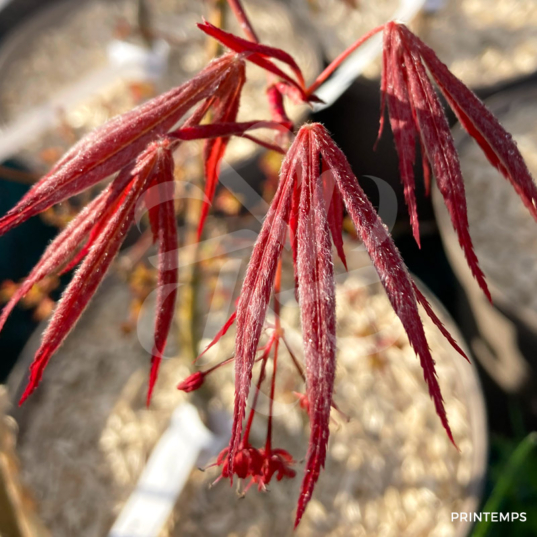 Acer palmatum 'Christy Ann' - Érable du Japon rouge chez Palmatia Plantes