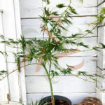 Acer palmatum 'Dissectum' disponible en notre magasin en ligne de plantes