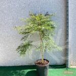 Acer palmatum 'Dissectum Viridis' vert - Érable du Japon