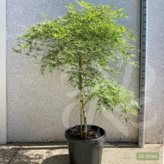 Acer palmatum 'Dissectum Viridis' vert - Érable du Japon