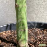 Acer palmatum 'Dissectum Viridis' vert - Érable du Japon