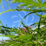 Acer palmatum 'Dissectum Viridis' vert - Érable du Japon