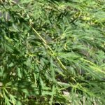 Acer palmatum 'Dissectum Viridis' vert - Érable du Japon