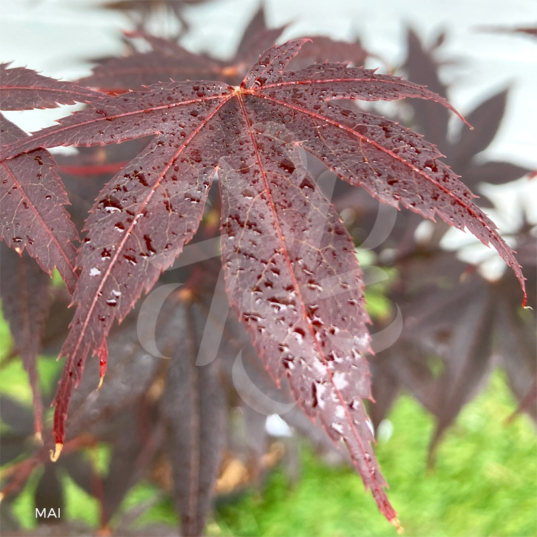 Acer palmatum 'Fireglow' - Érable du Japon