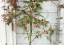 Acer palmatum 'Garnet'