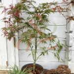 Acer palmatum 'Garnet' - Érable du Japon