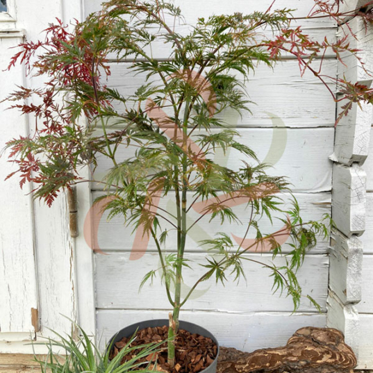 Acer palmatum 'Garnet' - Érable du Japon