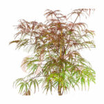 Acer palmatum 'Garnet' - Érable du Japon