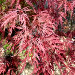 Acer palmatum 'Garnet' - Érable du Japon