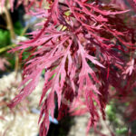 Acer palmatum 'Garnet' - Érable du Japon