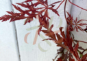 Acer palmatum 'Garnet'