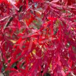 Acer palmatum 'Garnet' - Érable du Japon