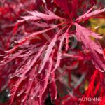 Acer palmatum 'Garnet' - Érable du Japon