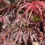 Acer palmatum 'Garnet' - Érable du Japon