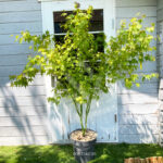 Acer palmatum 'Going Green' - Érable du Japon