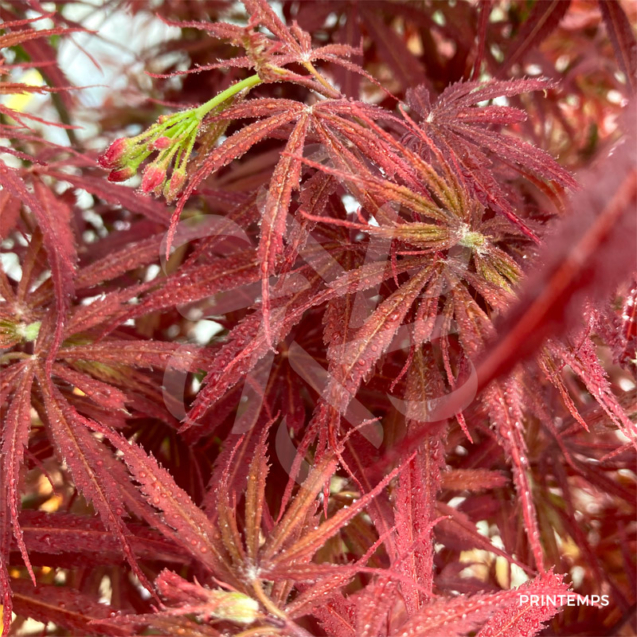 Acer Palmatum 'Jerre Schwartz' - Érable du Japon