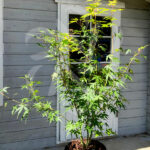 Acer palmatum 'Katsura'