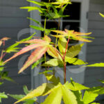 Acer palmatum 'Katsura' disponible en notre magasin en ligne de plantes