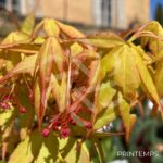 Acer palmatum 'Katsura' - Érable du Japon